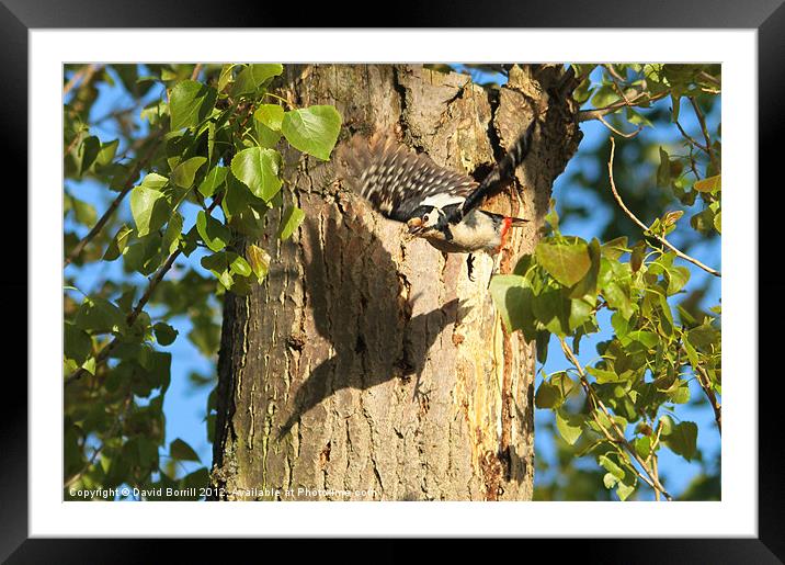 Great Spotted Woodpecker Framed Mounted Print by David Borrill