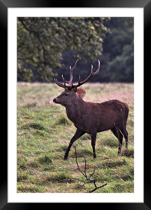 Red Deer Stag Framed Mounted Print by David Borrill