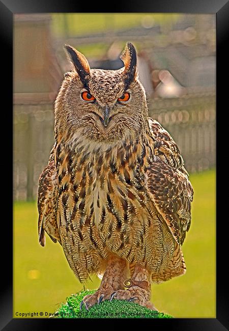 European Eagle Owl Framed Print by David Borrill