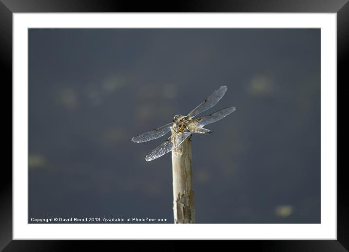 Dragonfly in the Sun Framed Mounted Print by David Borrill