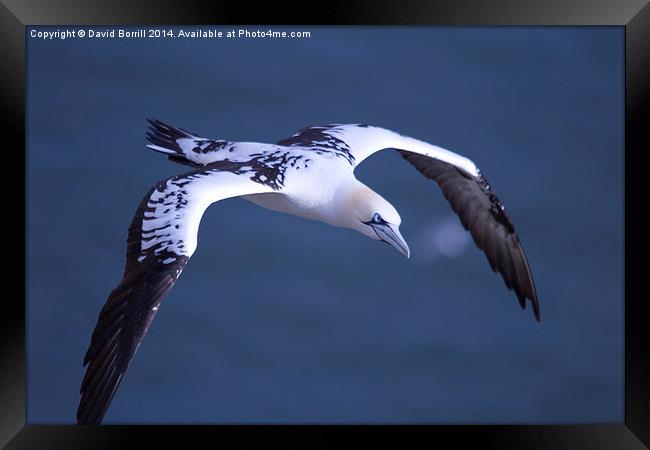 Gannet Framed Print by David Borrill