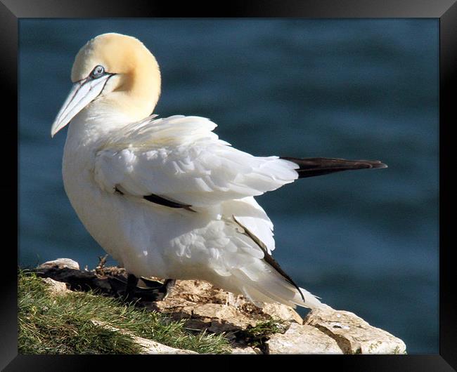 Gannet (Morus Bassanus) Framed Print by David Borrill