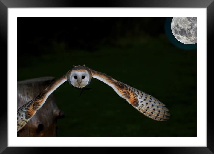 Barn Owl (night shift) Framed Mounted Print by David Borrill