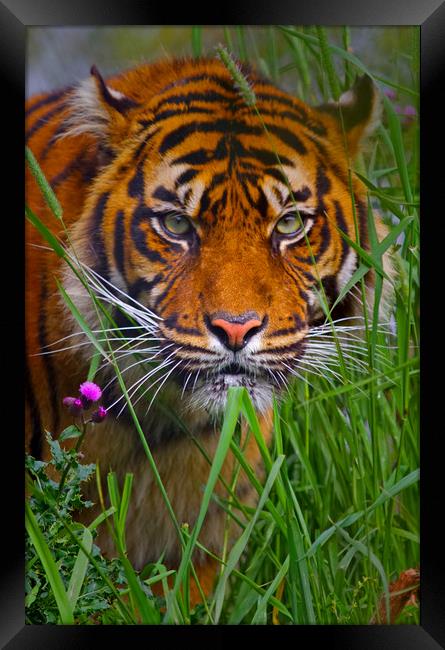 Siberian Tiger Framed Print by David Borrill