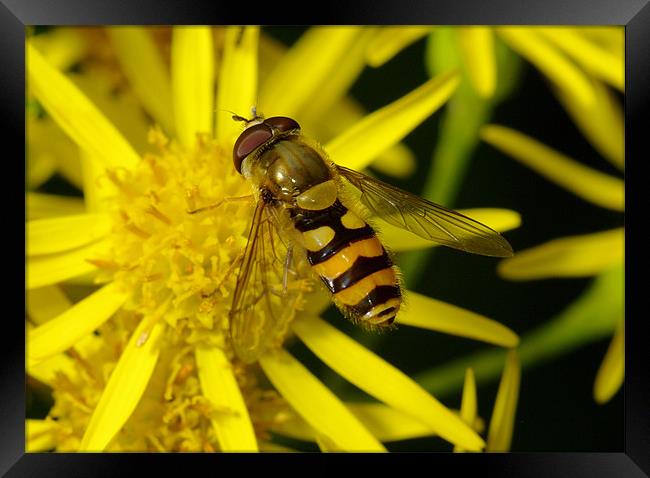 Hoverfly Framed Print by Clive Washington