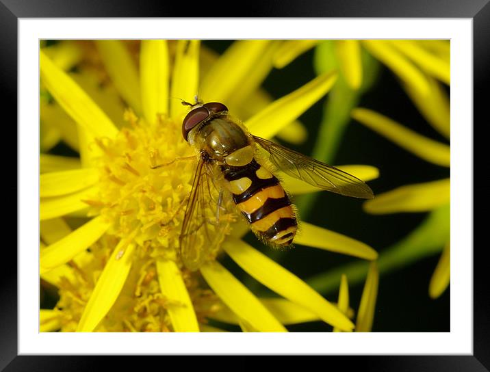 Hoverfly Framed Mounted Print by Clive Washington