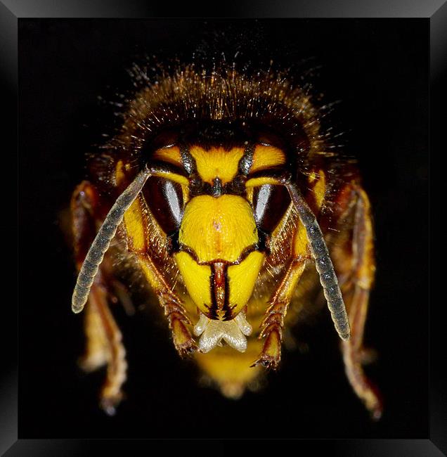 Wasp face Framed Print by Clive Washington