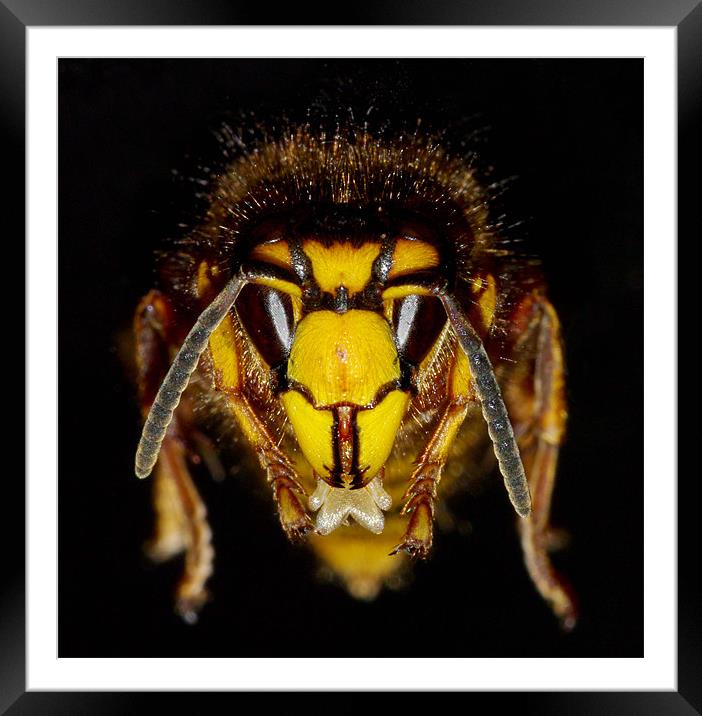 Wasp face Framed Mounted Print by Clive Washington