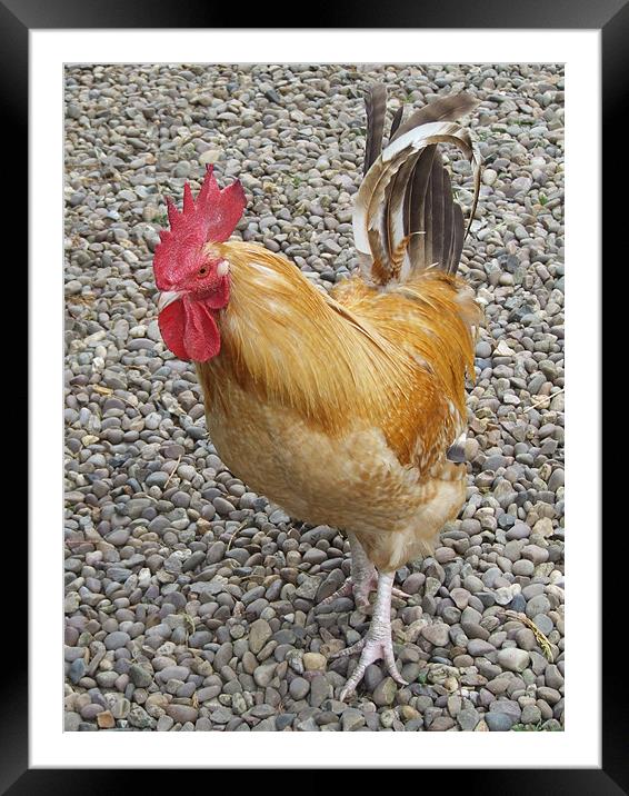 Strutting Cockerel  Framed Mounted Print by Christopher Borrill-Townsend