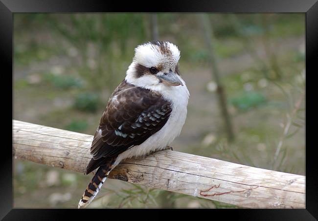 Kookaburra  Framed Print by Leslie Ogier