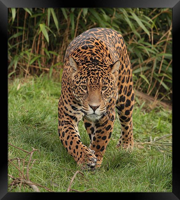 Male Jaguar  Framed Print by Alan Steedman