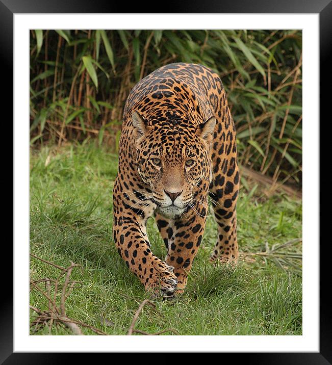 Male Jaguar  Framed Mounted Print by Alan Steedman
