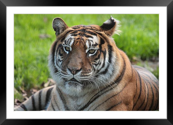 Tiger Close up  Framed Mounted Print by Alan Steedman