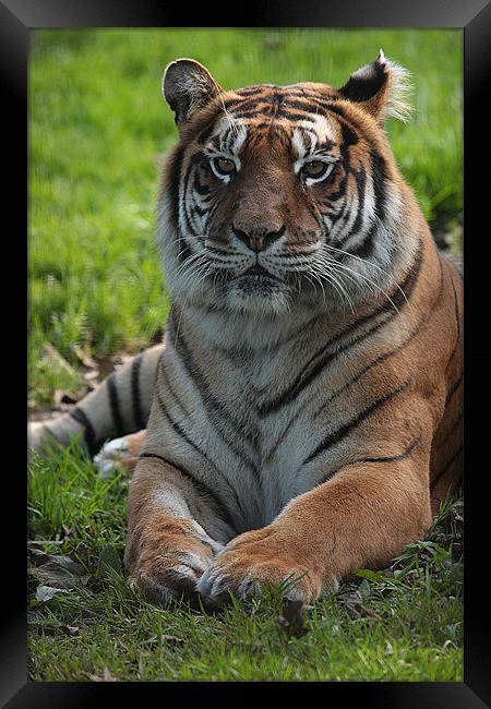 Tiger  Framed Print by Alan Steedman