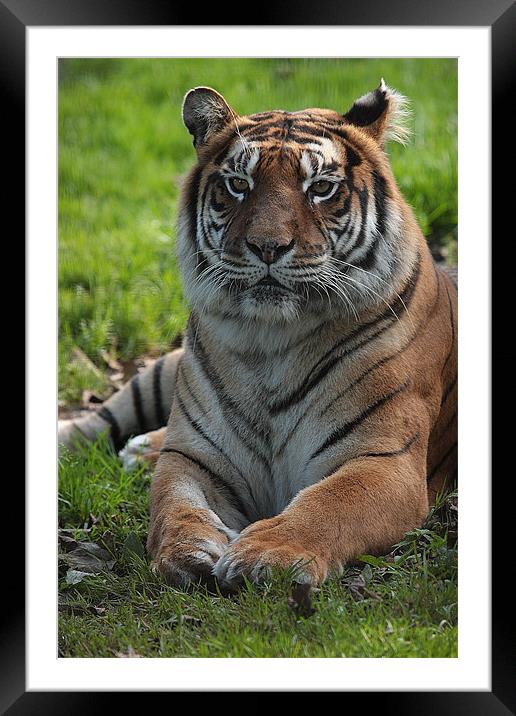 Tiger  Framed Mounted Print by Alan Steedman