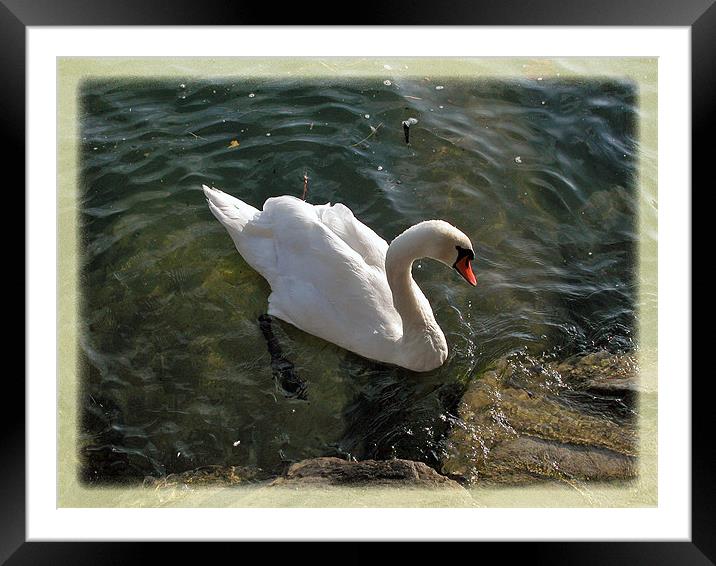 Swan  Framed Mounted Print by a aujan