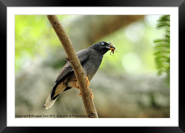 Jungle Myna Framed Mounted Print by Bhagwat Tavri