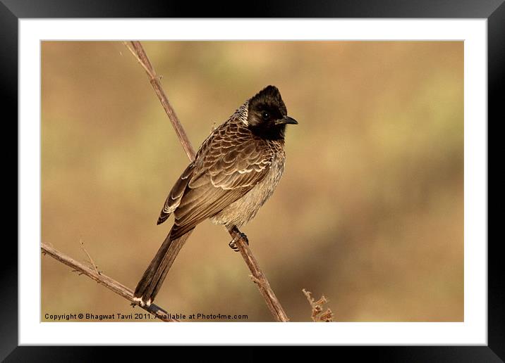 Red-vented Bulbul Framed Mounted Print by Bhagwat Tavri