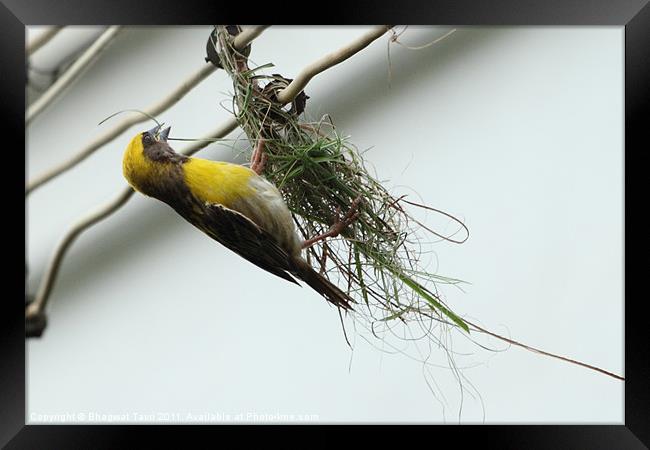 Baya,a weaver bird.[m] Framed Print by Bhagwat Tavri