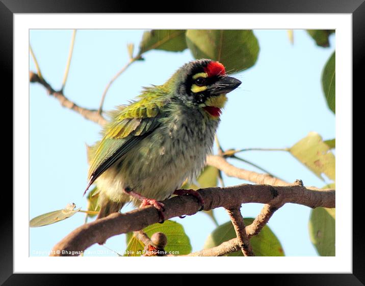 Copprsmith Barbet Framed Mounted Print by Bhagwat Tavri