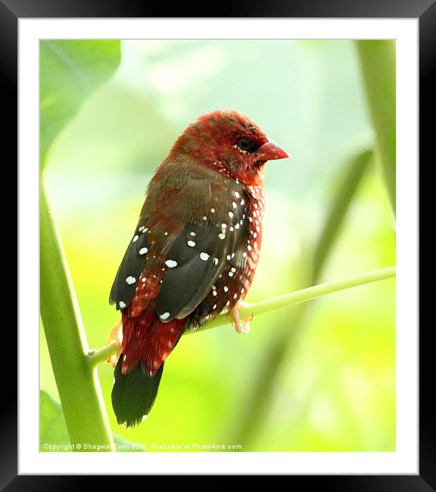 Red Munia [m] Framed Mounted Print by Bhagwat Tavri