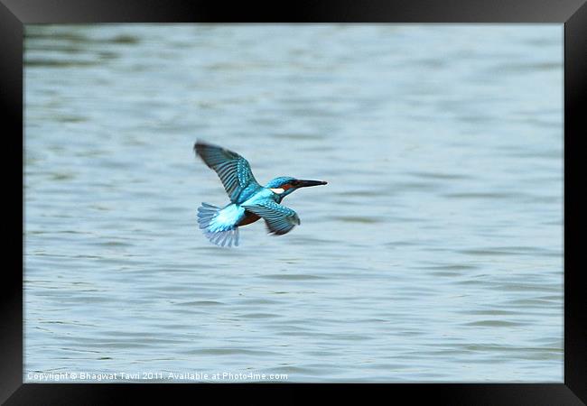 Common Kingfisher in flight. Framed Print by Bhagwat Tavri