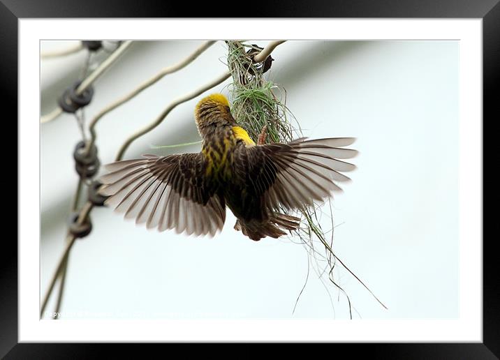 Weaver Bird Framed Mounted Print by Bhagwat Tavri