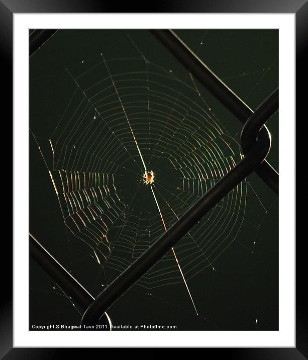 Spider Net Framed Mounted Print by Bhagwat Tavri