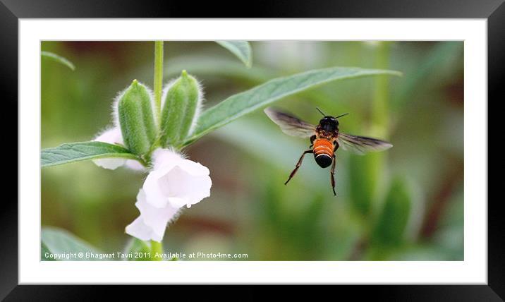 Honey  Bee Framed Mounted Print by Bhagwat Tavri