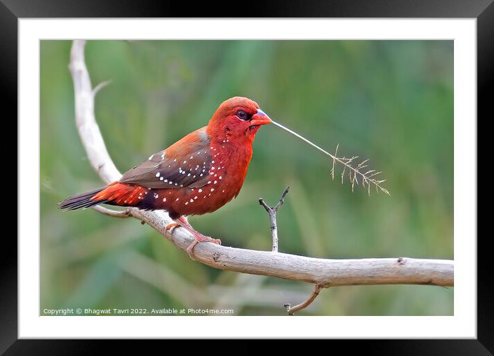 Red Avadavat male Framed Mounted Print by Bhagwat Tavri