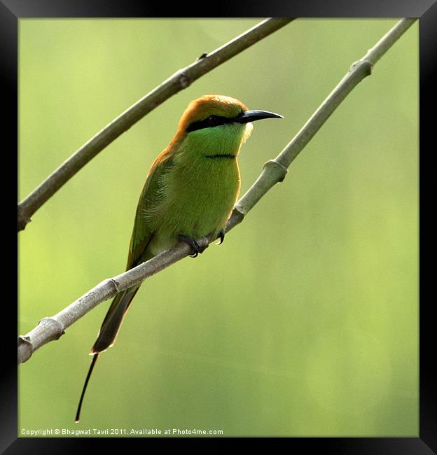 Green Bee-eater Framed Print by Bhagwat Tavri