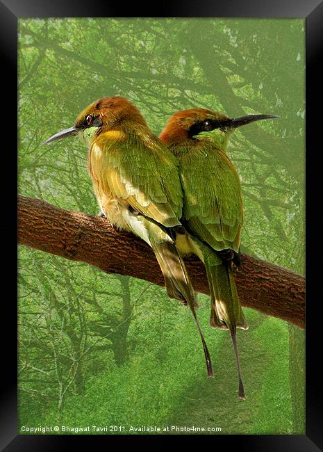 Green Bee-eater Framed Print by Bhagwat Tavri