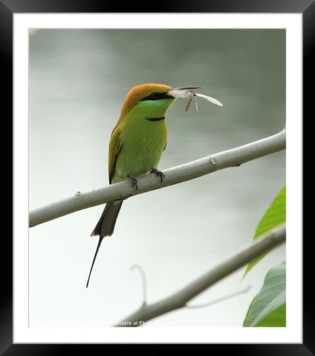 Green Bee-eater with prey Framed Mounted Print by Bhagwat Tavri