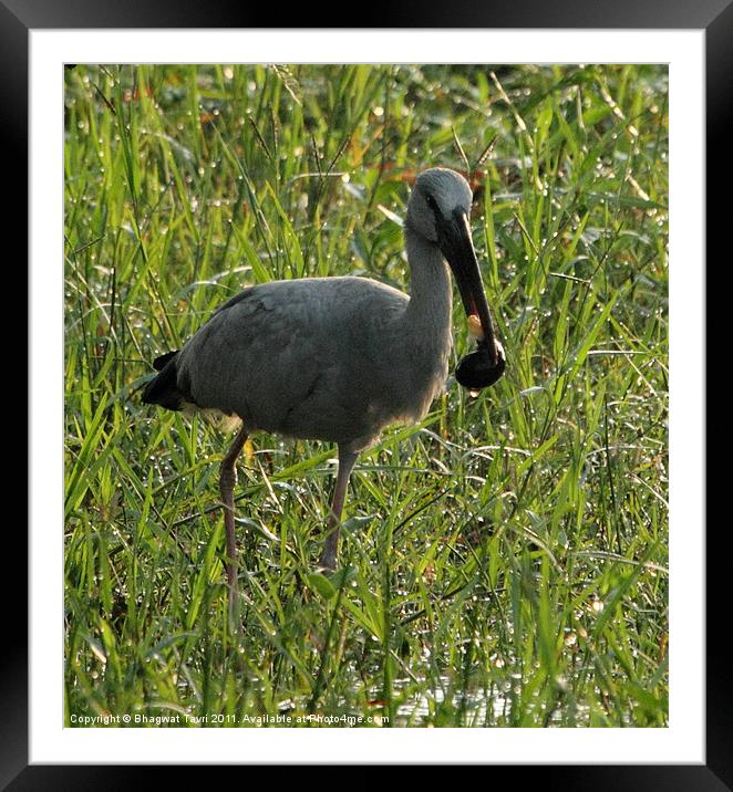 Asian Openbill with prey Framed Mounted Print by Bhagwat Tavri