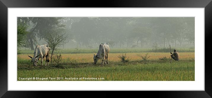 Green Grass Framed Mounted Print by Bhagwat Tavri