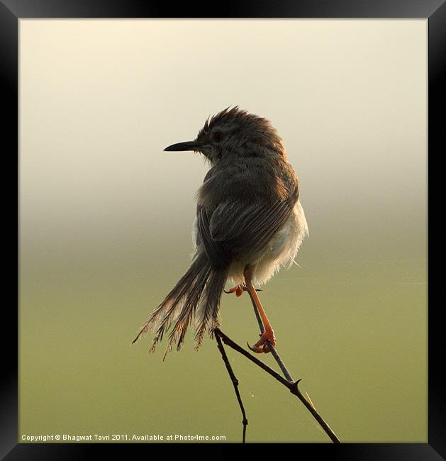 Plain Prinia Framed Print by Bhagwat Tavri