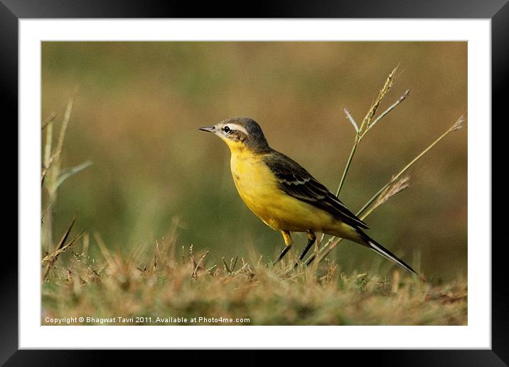 Yellow WAGTAIL Framed Mounted Print by Bhagwat Tavri