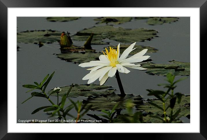 White Waterlily Framed Mounted Print by Bhagwat Tavri