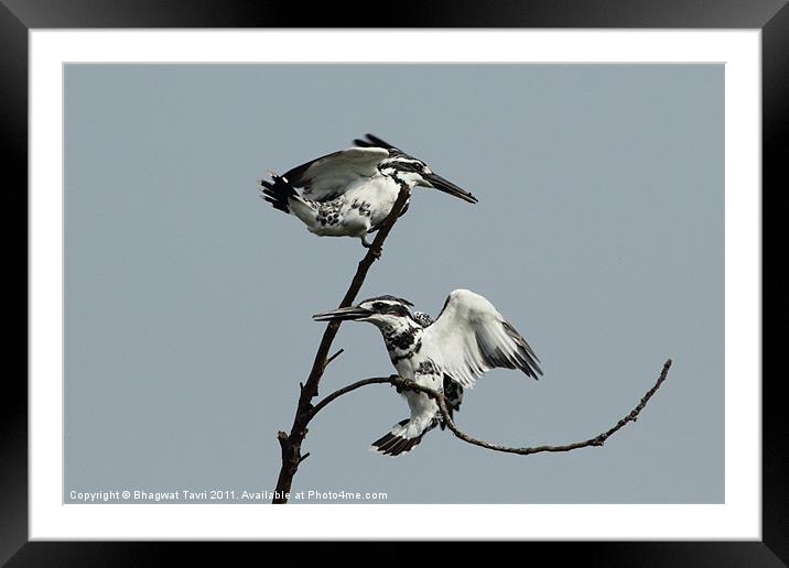 Pied Kingfisher in a pair Framed Mounted Print by Bhagwat Tavri
