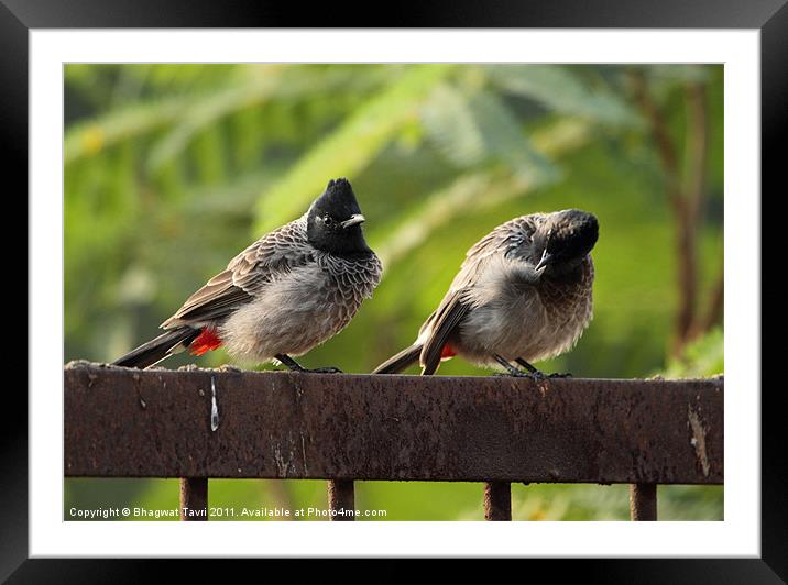Red-vented BULBUL in a pair Framed Mounted Print by Bhagwat Tavri