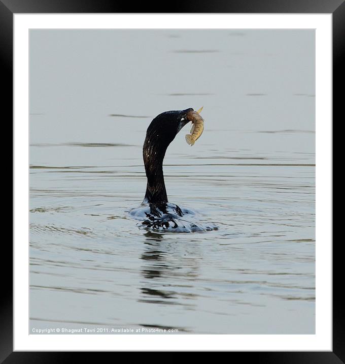 Little Cormorant with prey Framed Mounted Print by Bhagwat Tavri