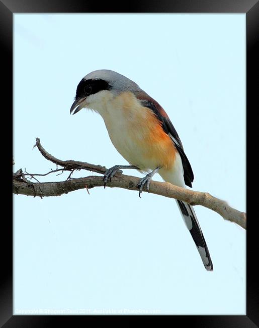 Long-tailed Shrike Framed Print by Bhagwat Tavri