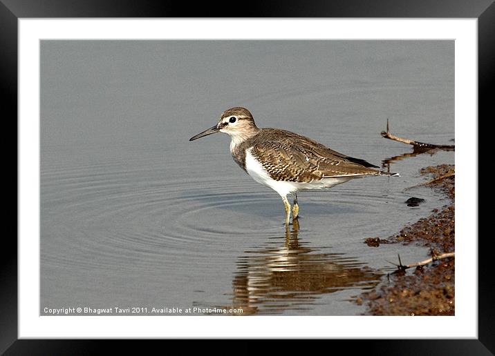 Common Sandpiper Framed Mounted Print by Bhagwat Tavri