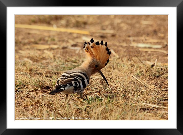 Hoopoe with open crest. Framed Mounted Print by Bhagwat Tavri