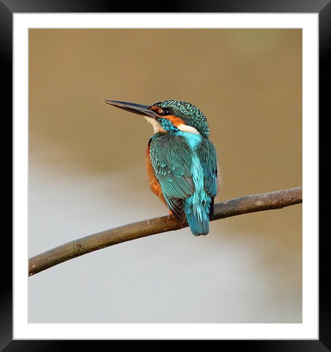 Common Kingfisher Framed Mounted Print by Bhagwat Tavri