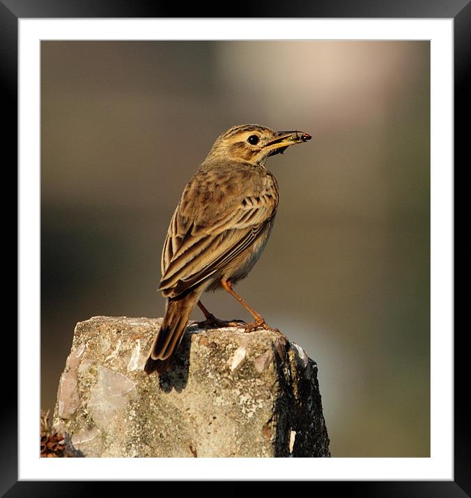 Paddyfield Pipit with prey Framed Mounted Print by Bhagwat Tavri