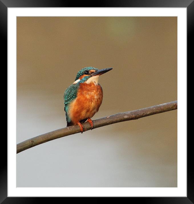 Common Kingfisher Framed Mounted Print by Bhagwat Tavri