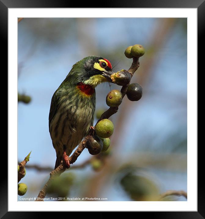 Coppersmith Barbet Framed Mounted Print by Bhagwat Tavri