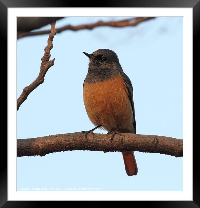 Black Redstart [m] Framed Mounted Print by Bhagwat Tavri