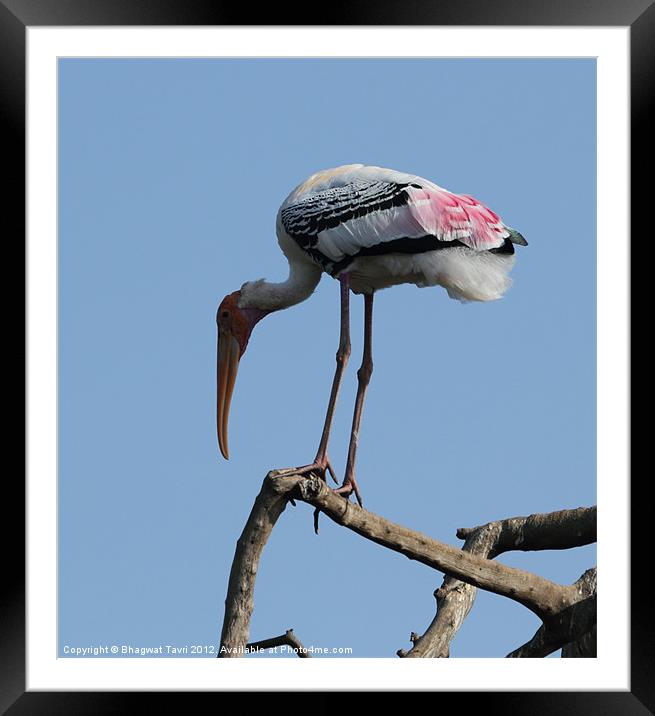 Painted Stork Framed Mounted Print by Bhagwat Tavri